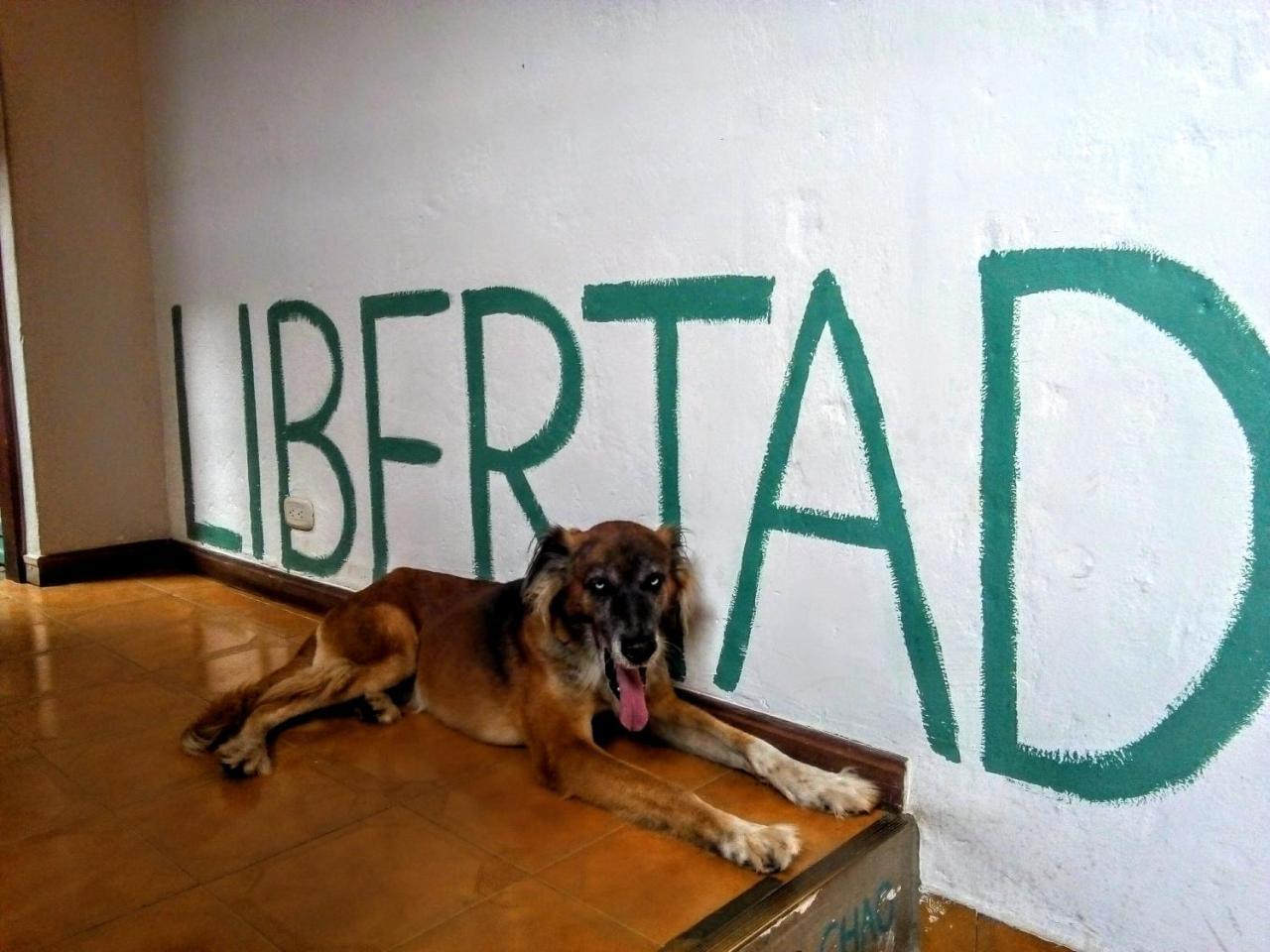 Yolo Hostel Medellín Eksteriør bilde
